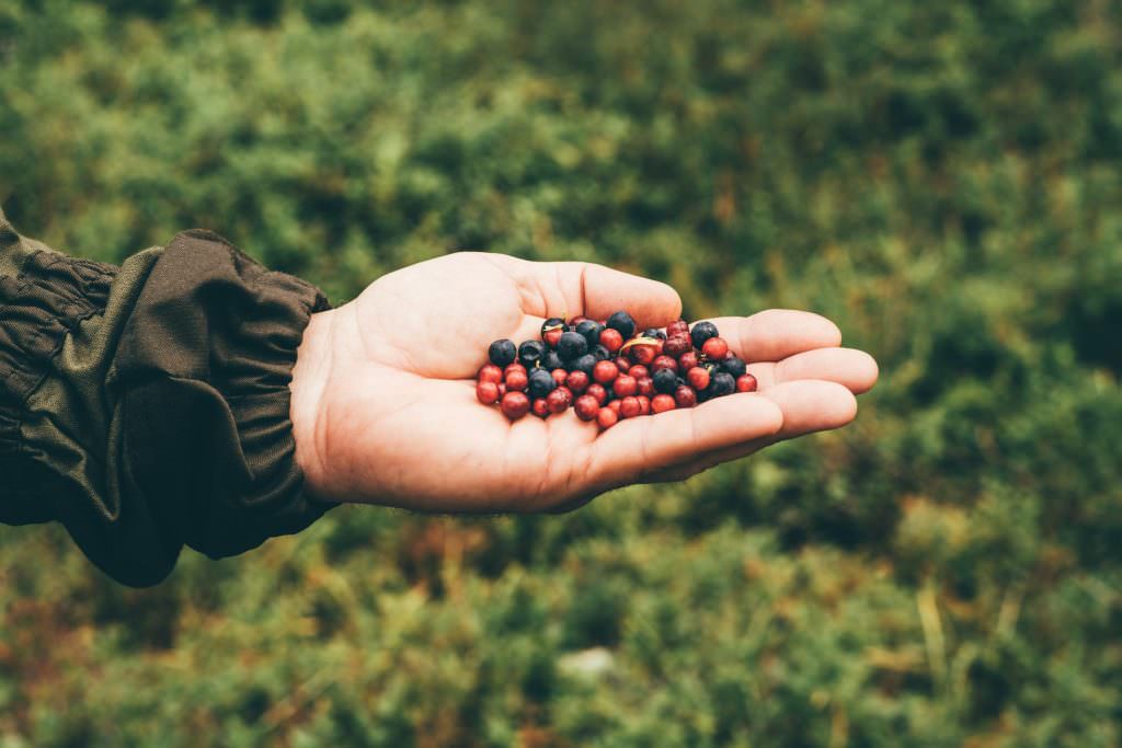 A person showing huckleberries